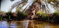 A beautiful Arabian leopard taking a cold drink Royalty Free Stock Photo