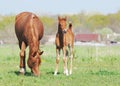 Beautiful arabian mare and foal Royalty Free Stock Photo