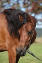 Beautiful arabian mare Royalty Free Stock Photo