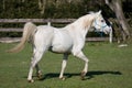 Beautiful arabian running on pasture Royalty Free Stock Photo