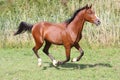 Beautiful arabian stallion galloping on summer pasture Royalty Free Stock Photo