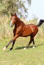 Beautiful arabian stallion galloping on summer pasture Royalty Free Stock Photo