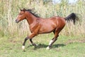 Beautiful arabian stallion galloping on summer pasture Royalty Free Stock Photo