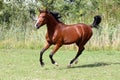 Beautiful arabian stallion galloping on summer pasture Royalty Free Stock Photo