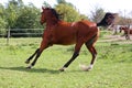 Beautiful arabian stallion galloping on summer pasture Royalty Free Stock Photo