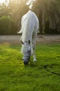 A beautiful Arabian White horse in dubai horse Royalty Free Stock Photo