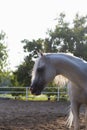 beautiful Arabian White horse in dubai horse Royalty Free Stock Photo