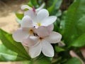 Beautiful Beautiful Araliya flowers in a tree