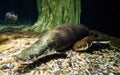 Arapaima fish, marine life