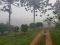 beautiful araucaria landscape in brazil