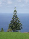 Beautiful araucaria tree on the island Sao Miguel, Azores.
