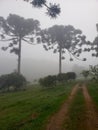 beautiful araucaria landscape in brazil