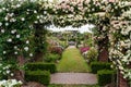 Beautiful arches with white and colorful climbing blooming English roses