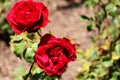 Santa Barbara Mission Bright Rose Garden Royalty Free Stock Photo