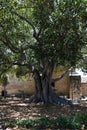 Santa Barbara Mission Tree Orchard Royalty Free Stock Photo