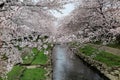 A beautiful archway of pink cherry blossom trees Sakura Namiki over a canal with green grassy riverbanks in Fukiage, Saitama Royalty Free Stock Photo