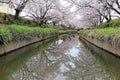 Beautiful archway of pink cherry blossom trees Sakura Namiki on the river bank of a canal in Fukiage, Saitama, Japan