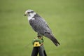 Beautiful arctic falcon Royalty Free Stock Photo