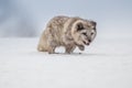 Beautiful arctic fox,