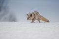 Beautiful arctic fox,