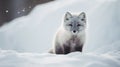 beautiful arctic fox in its natural habitat. Close up of a White fox in nature