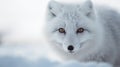 beautiful arctic fox in its natural habitat. Close up of a White fox in nature