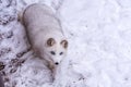 Beautiful Arctic Fox with the most beautiful blue eyes of the world