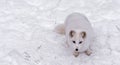 Beautiful Arctic Fox with piercing brown eyes