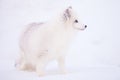 Beautiful arctic fox portrait