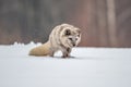 Beautiful arctic fox,