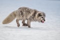 Beautiful arctic fox,