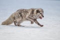 Beautiful arctic fox,