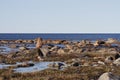 Beautiful arctic landscape in summer colours with blue skies and soft clouds