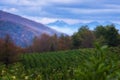 Beautiful area of tea plantations in the mountains In the foreground are tea fall. Tea plantation in autumn. in Sochi