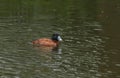 A beautiful Argentinian Ruddy Duck, Oxyura vittata, swimming on a river in the UK.