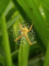 The beautiful Argiope anasuja spider is perched on its web, this spider has a yellow color Royalty Free Stock Photo