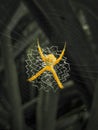 The beautiful Argiope anasuja spider is perching on its web, this insect is yellow Royalty Free Stock Photo