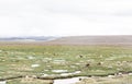 Beautiful arid landscape with wild vicunas, puddles,  mountains and cloudy sky in Peruvian Altiplano near Colca Canyon, Peru Royalty Free Stock Photo