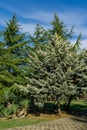 Beautiful Arizona cypress Cupressus arizonica `Blue Ice` in park of center resort city Sochi