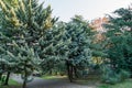 Beautiful Arizona cypress Cupressus arizonica `Blue Ice` in park of center resort city Sochi