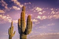 Beautiful Arizona desert sunset