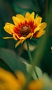 Beautiful Arizona Sun Blanket Flower macro close-up shot