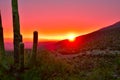 Beautiful arizona sunset with ssaguaro cactus and vivid colors