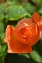 beautiful aroma pink-orange color rose bud with water drops blossom in garden at sunny day . close up shot Royalty Free Stock Photo