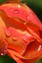 beautiful aroma pink-orange color rose bud with water drops blossom in garden at sunny day . extreme macro shot Royalty Free Stock Photo