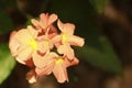 Beautiful aromatic colorful flower in the garden somewhere in india. Flora in the close up