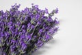 Beautiful aromatic lavender flowers on white background, closeup. Space for text Royalty Free Stock Photo