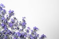 Beautiful aromatic lavender flowers on white background, flat lay. Space for text Royalty Free Stock Photo