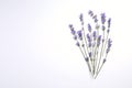 Beautiful aromatic lavender flowers on white background, flat lay. Space for text Royalty Free Stock Photo