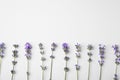 Beautiful aromatic lavender flowers on white background, flat lay. Space for text Royalty Free Stock Photo